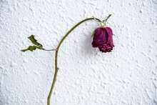 Dry Rose Flowers