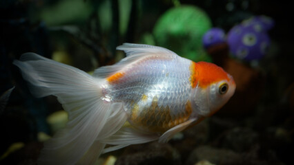 Wall Mural - goldfish swimming in the aquarium with clear water, looks very beautiful