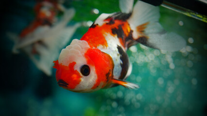 Wall Mural - goldfish swimming in the aquarium with clear water, looks very beautiful