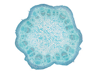 cross section cut slice of plant stem under the microscope – microscopic view of plant cells for botanic education