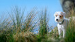 Kleiner Parson Russell Terrier Welpe steht zwischen Gräsern am blauen Wasser. 