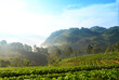 strawberry garden at Doi Ang Khang , Chiang Mai, Thailand.