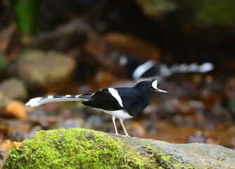 Wall Mural - beautiful White-crowned Forktail (Enicurus leschenaulti) in Thai forest