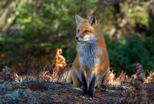 Red Fox With A Bushy Tail Resting In The Forest In Algonquin Park , Canada In Autumn