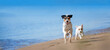 Zwei Parson Russell Terrier laufen fröhlich am Strand im Hintergrund blaues Meer