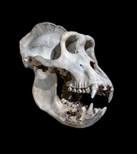 The Skull Of The Western Lowland Gorilla On A Black Background.
