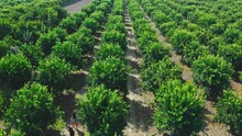 Oranges Ripening On The Trees Of An Orchard.  Orange Trees Plantation Aerial View In Turkey.  Aerial Views Over Top Of Rows Of Orange Trees In Plantation. Growing Fruit Trees. Drone Shooting.
