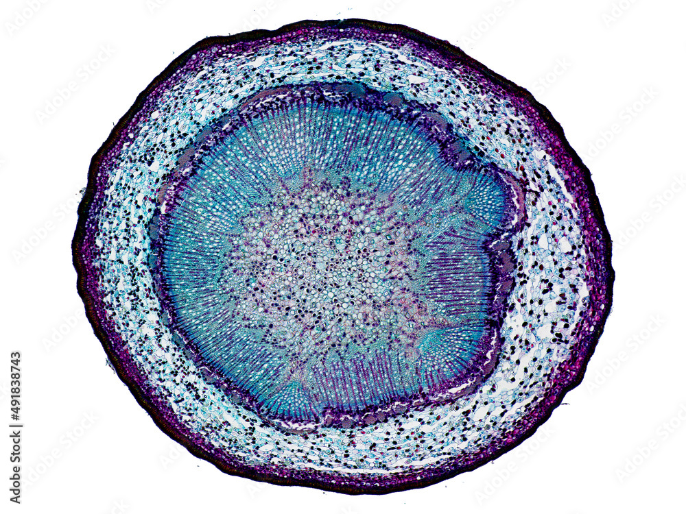cross section cut slice of plant stem under the microscope ...