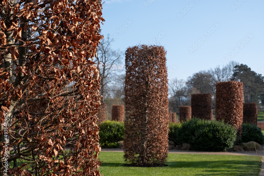 Copper beech columns designed by Tom Stuart-Smith in the Bicentenary ...