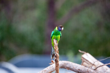 Wall Mural - 28 Cockatoo Ring neck Parrot