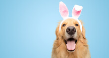 Happy Golden Retriever Dog Bunny Dressed Ears Rabbit Easter Holiday On Blue Background Isolated