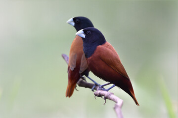 Wall Mural - pair of dark brown and black head birds perching together on wooden branch over fine blur gree background of rice plantation