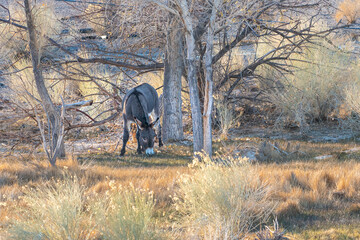 Poster - Wild Burro eating grass in the Southern Nevada desert in Beatty Nevada near Las Vegas.