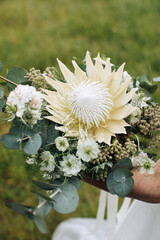 Wall Mural - Elegant wedding bouquet of white protea flowers in bride hand