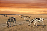 Fototapeta Sawanna - Zebra animals in savannah sunset landscape, Africa