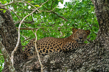 Wall Mural - Leopard animal laying on the tree in jungle, Yala National Park, Sri Lanka