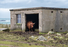 Highland Cow Hiding From The Weather In An Old Byre