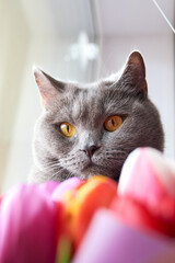 cat and bouquet of colorful tulips close up