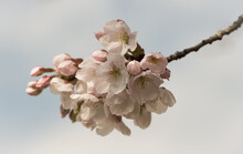 Branch Of Pink Cherry Tree Blossom Flowers And Buds In Spring With Blue Sky