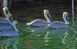 Pelicans in Marathon, Floriday