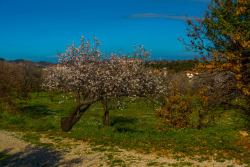 ESKI DATCA, TURKEY: Beautiful spring landscape with a view of the flowering almond tree in Eski Datca.