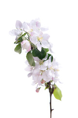 Wall Mural - Blooming apple tree branch with large white-pink flowers and green leaves  isolated on white background. Flowering at spring.