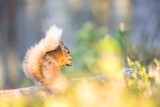 Fototapeta Zwierzęta - Red squirrel (Sciurus vulgaris) on a branch in a forest, eating a nut, Cairngorms, Scotland
