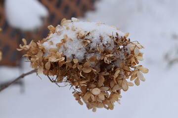 Wall Mural - Snow on a Dry Flower