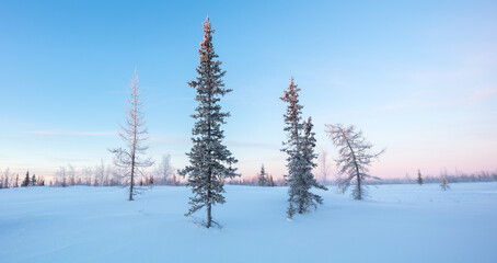 Poster - Majestic white spruces glowing by sunlight. Picturesque and gorgeous wintry scene.