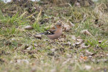 Sticker - Chaffinch bird on the lawn.