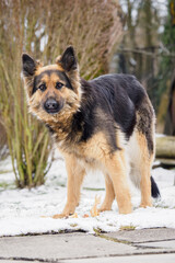 Wall Mural - German shepherd watching outside in the garden.