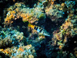 Mediterranean Painted Comber Fish Underwater