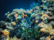 A Painted Comber Mediterranean Fish Underwater