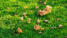 Orange Mushrooms Growing On A Green Lawn.