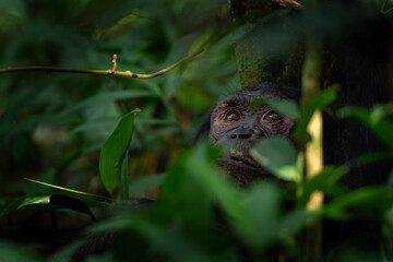 Chimpanzee in the forest. Chimp in the protected Kibale forest. Safari in Uganda. African wildlife. 