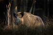 Wild boar in the wood. Boar during sunset. European nature. Life in the forest. 