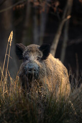 Wall Mural - wild boar in the wood. boar during sunset. european nature. life in the forest.