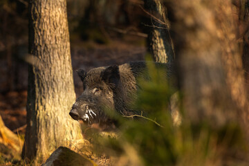 Wall Mural - wild boar in the wood. boar during sunset. european nature. life in the forest.