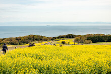 Full Blooming Of  Canola (Brassica Napus) And Chinese Violet Cress (Orychophragmus Violaceus) In Awaji Island, Japan.