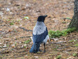 Hooded crow, corvus cornix, standing on the lawn in the autumn or spring forest