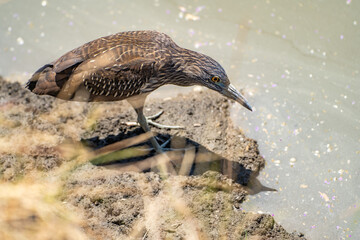 Wall Mural - Black-crowned night heron (Nycticorax nycticorax) stands on the shore of a lake.	