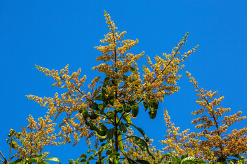 Wall Mural - A bouquet of mangoes in bloom on the sky background