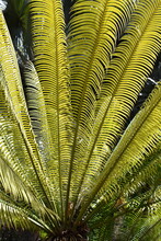 Cycad Tree Fan Shaped Leaves Intensely Green
