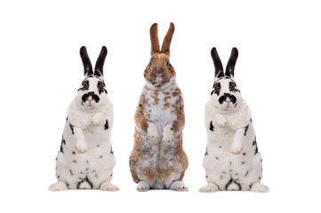 Sticker - three standing rabbit isolated on a white background.