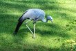 The Blue Crane, Grus paradisea, is an endangered bird
