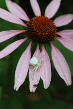 Misumena Vatia Or White Crab Spider Female Sits On Pink Rudbeckia Flower
