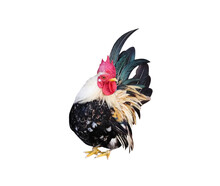 Small Bantam (Gallus Gallus) Looking Isolated On White Background, Clipping Path	