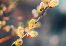 Macro of pussy willow, salix caprea catkin. Easter, spring colored background