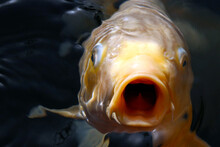 Japanese Colored Aquarium Carp "Platinum Nishiki-goi" Swimming In The Water Close Up Face Photography.