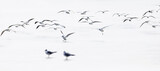 Fototapeta Na sufit - Flying birds. Abstract nature scene. White frozen lake background.